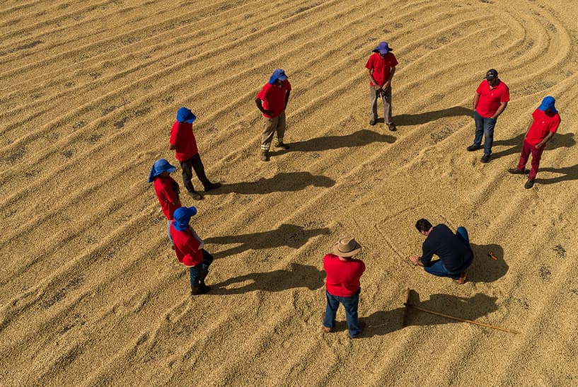 Colheita de café